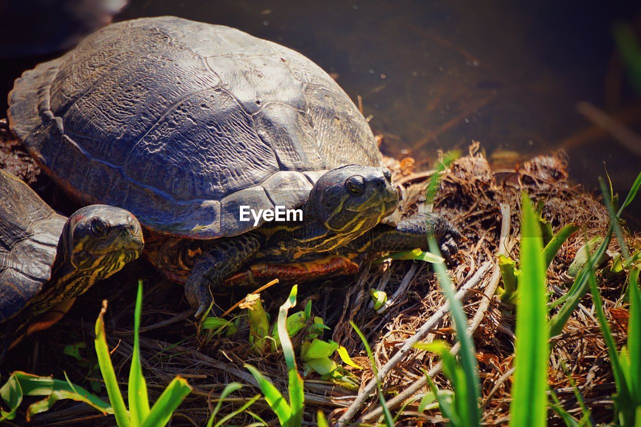 Close-up of turtle