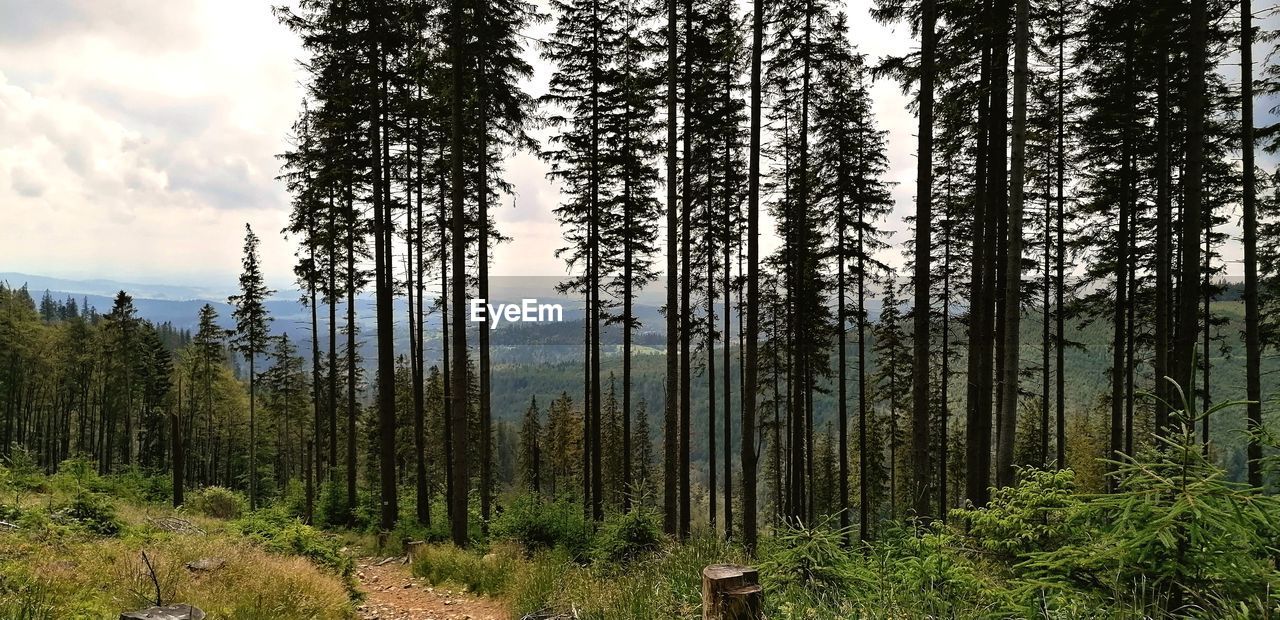 Pine trees in forest against sky