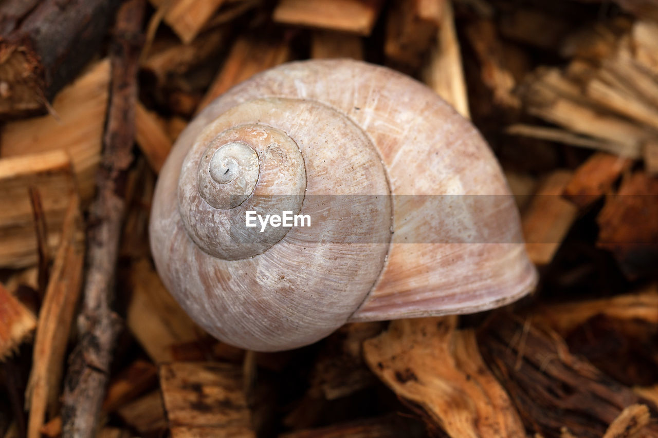 CLOSE-UP OF SNAIL ON ROCK