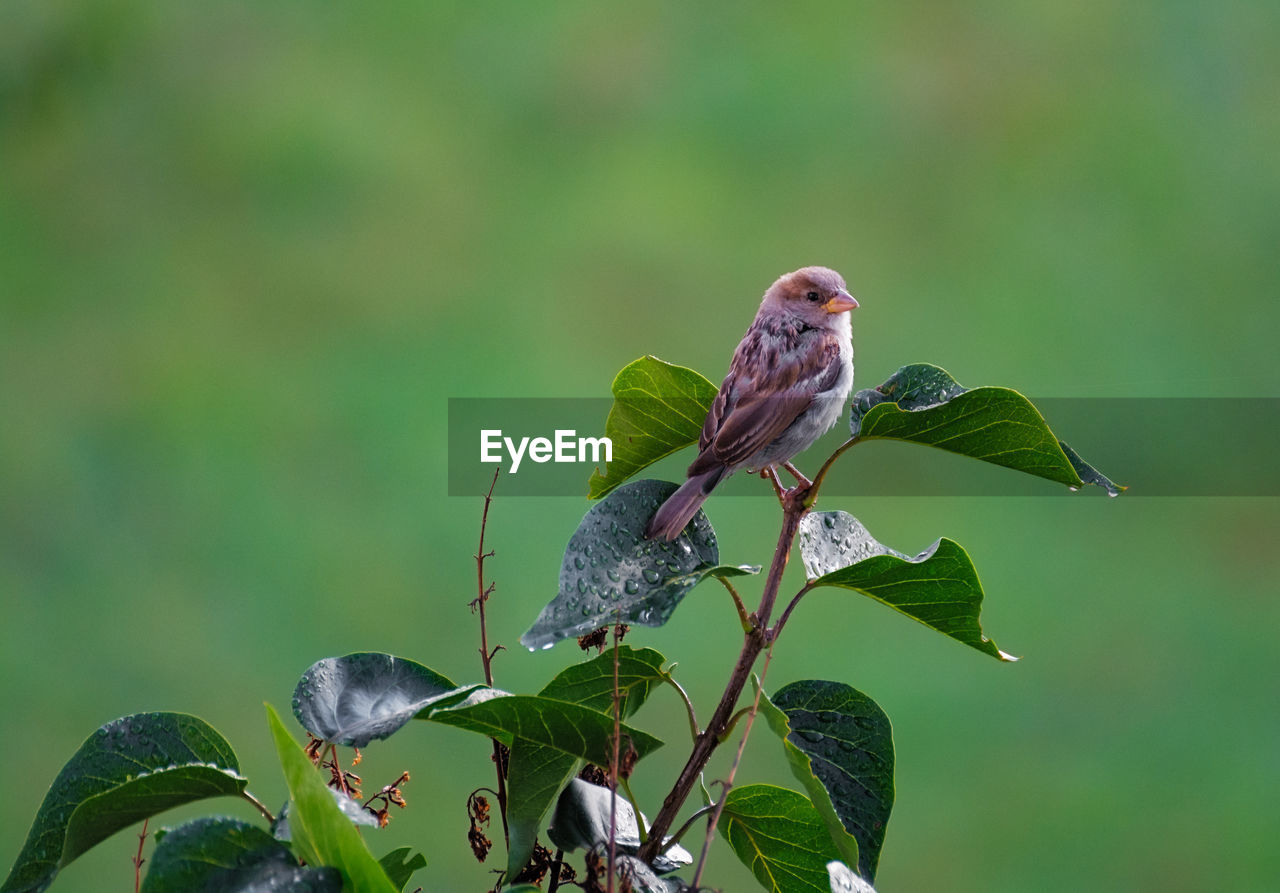 Close-up of bird perching on plant