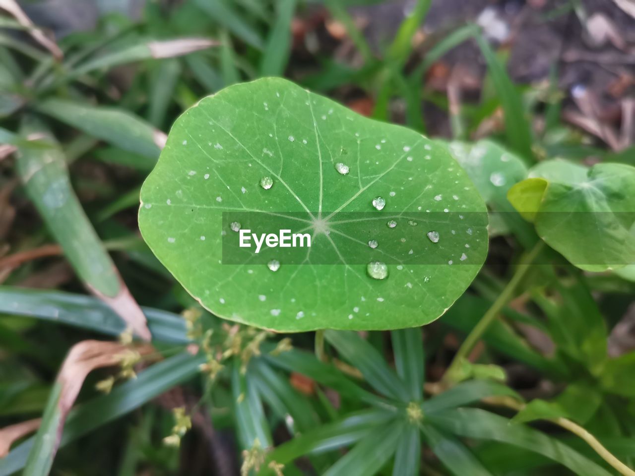 leaf, plant part, plant, green, drop, growth, nature, water, close-up, wet, flower, beauty in nature, no people, freshness, rain, outdoors, day, focus on foreground, dew, grass, raindrop, botany