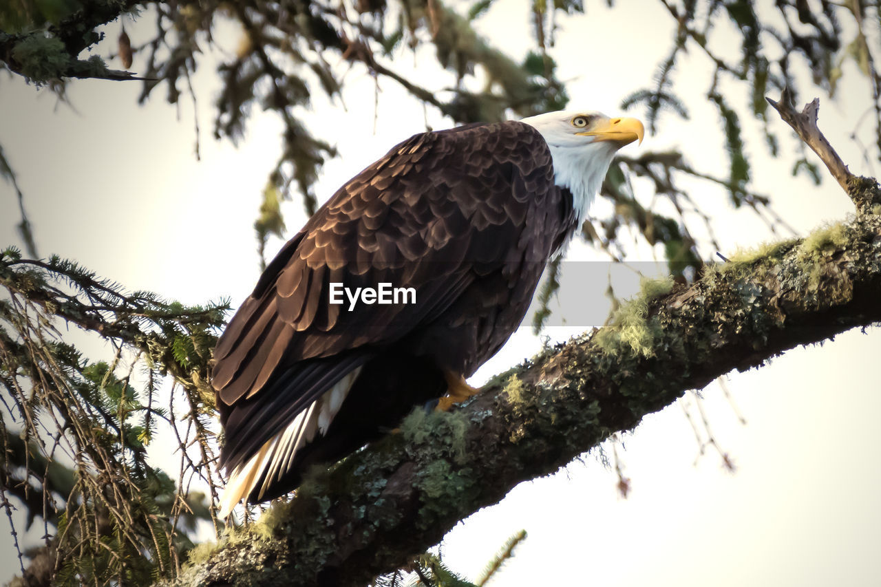 LOW ANGLE VIEW OF BIRD PERCHING ON TREE