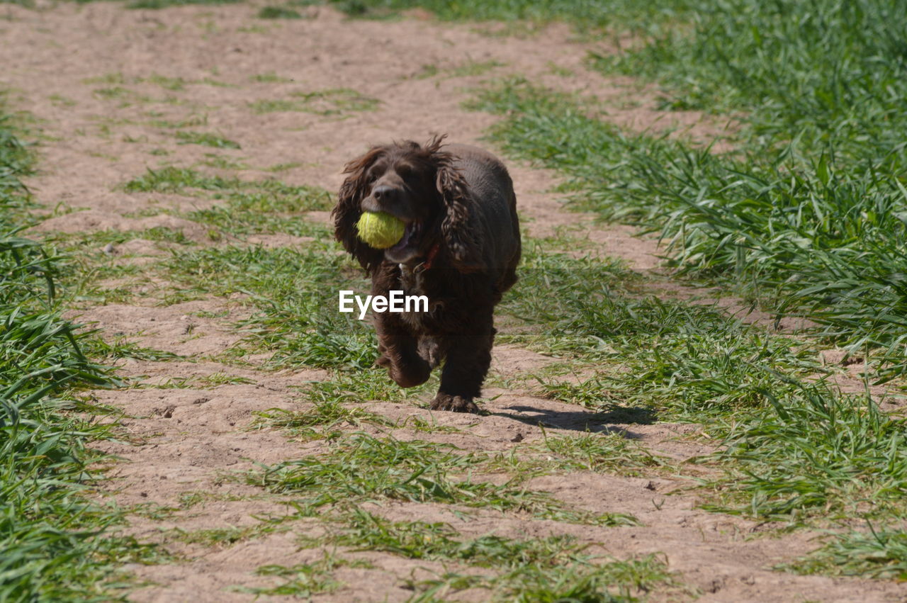 BLACK DOG ON FIELD