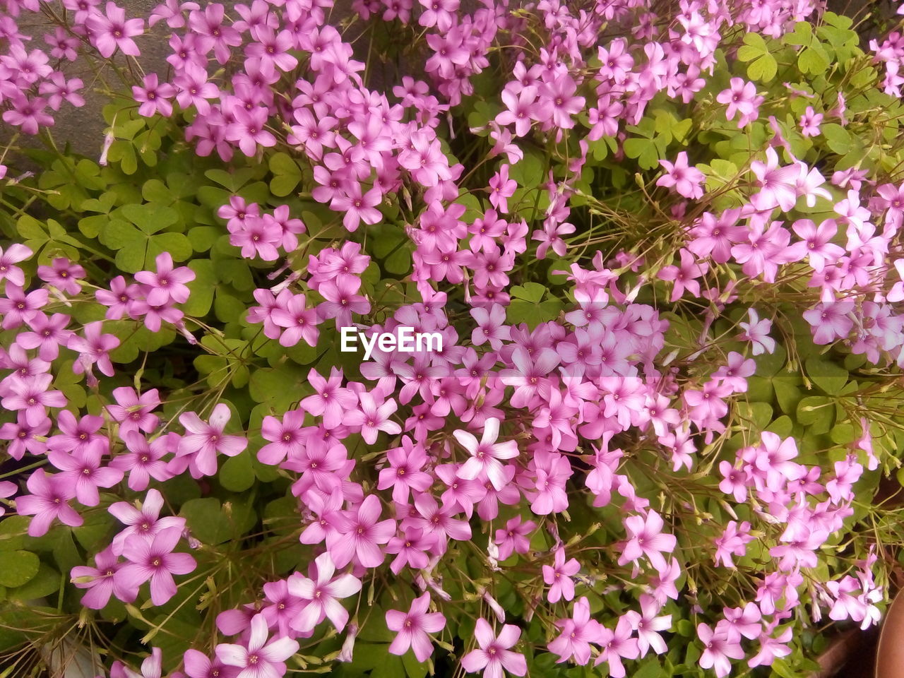 High angle view of pink flowering plants