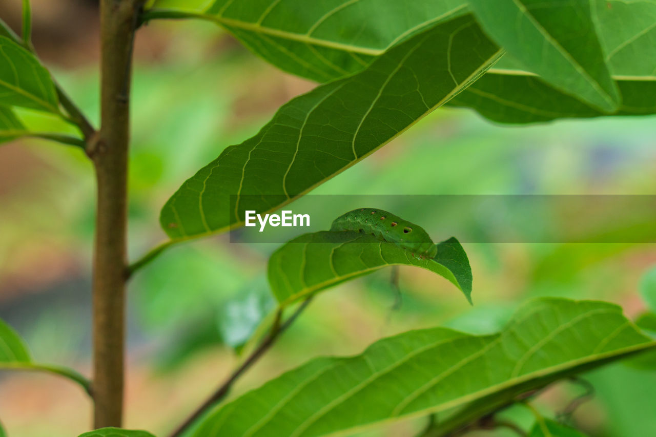leaf, plant part, plant, tree, green, nature, close-up, branch, no people, environment, growth, produce, beauty in nature, flower, outdoors, food, food and drink, freshness, forest, land, summer, rainforest, fruit, leaf vein, day, tropical climate