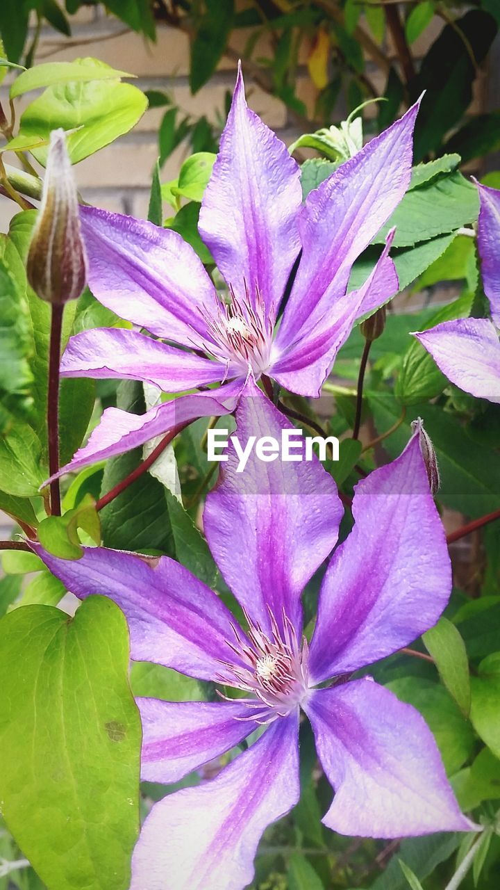 Close-up of purple flowers