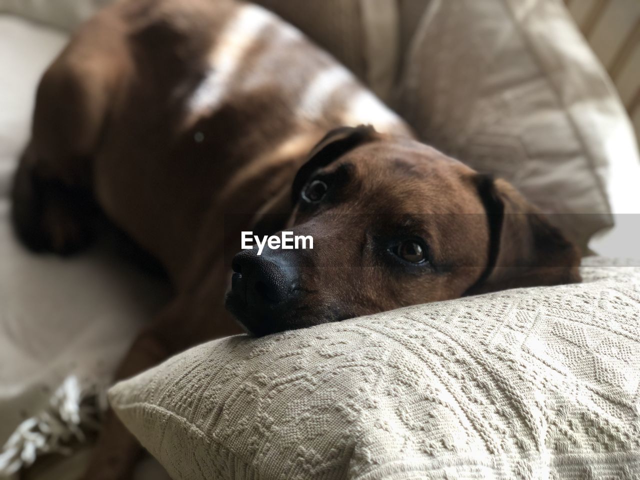 Close-up portrait of dog lying down on bed