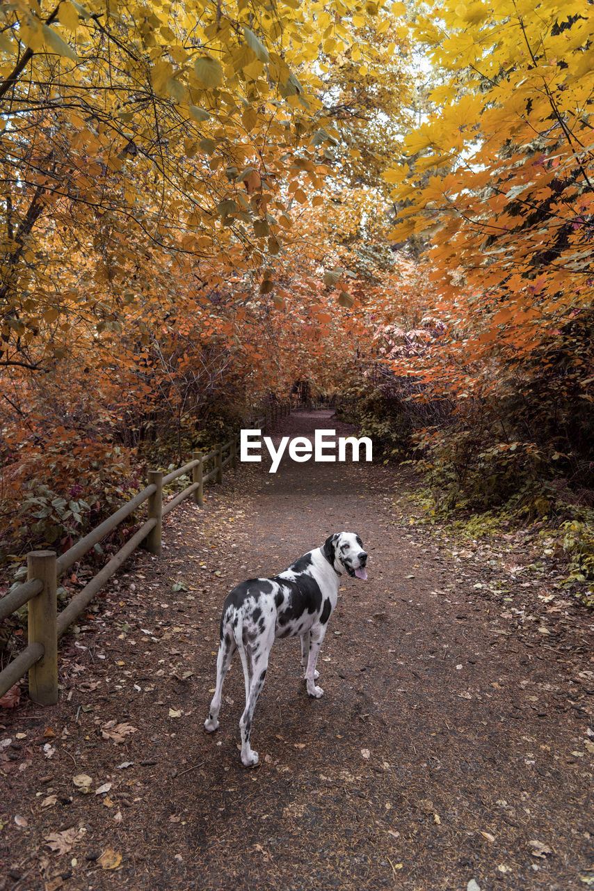 Great dane standing on footpath amidst autumn trees in forest