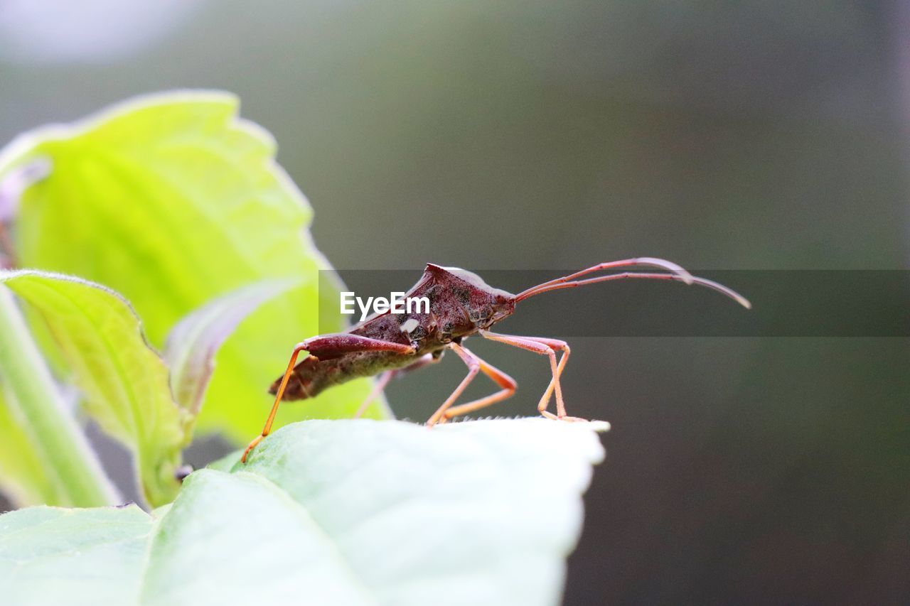 Close-up of insect on leaf