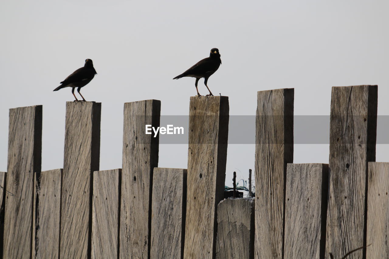 Birds perching on wooden post