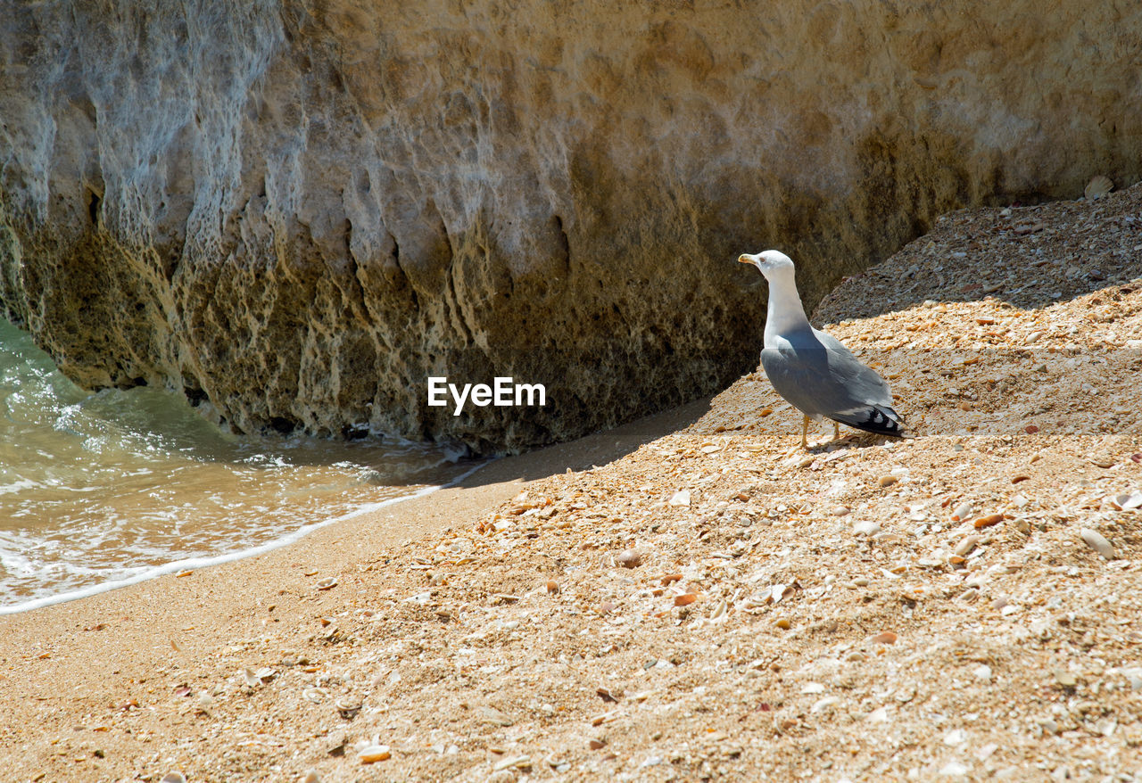 SEAGULL PERCHING ON SHORE