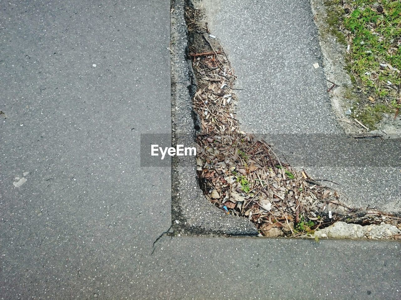 REFLECTION OF TREE ON PUDDLE