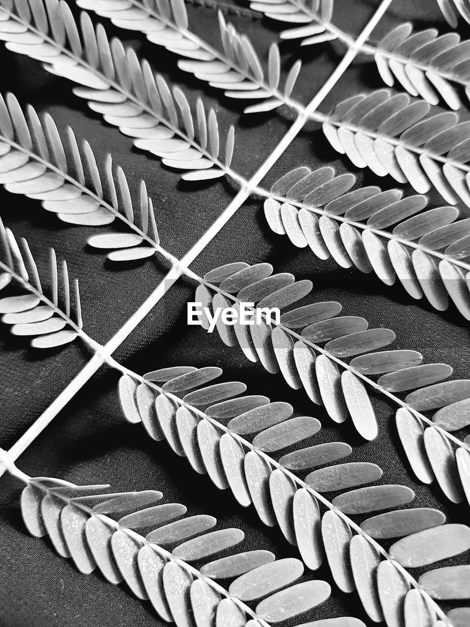 High angle view of tree leaf on table in silver chrome 