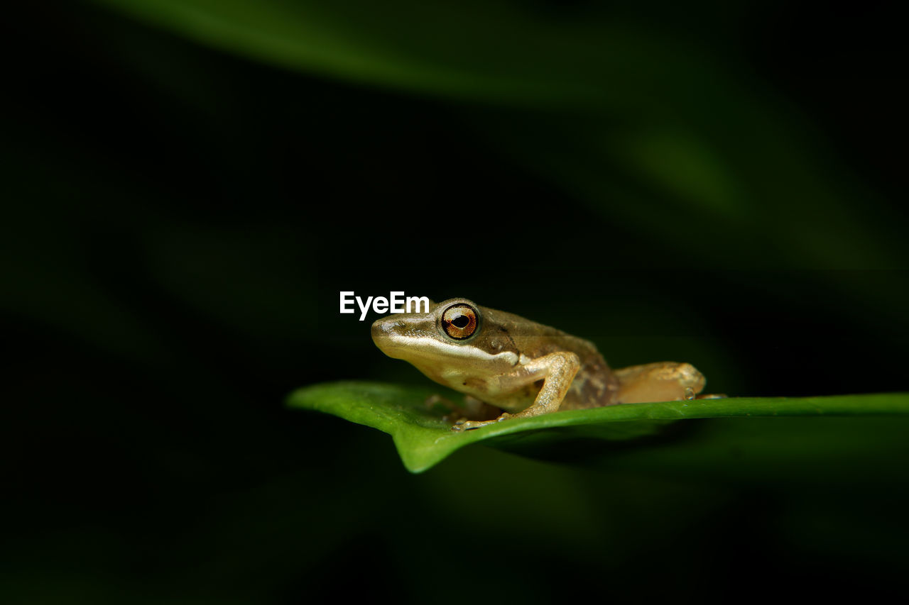 Close-up of frog on leaf