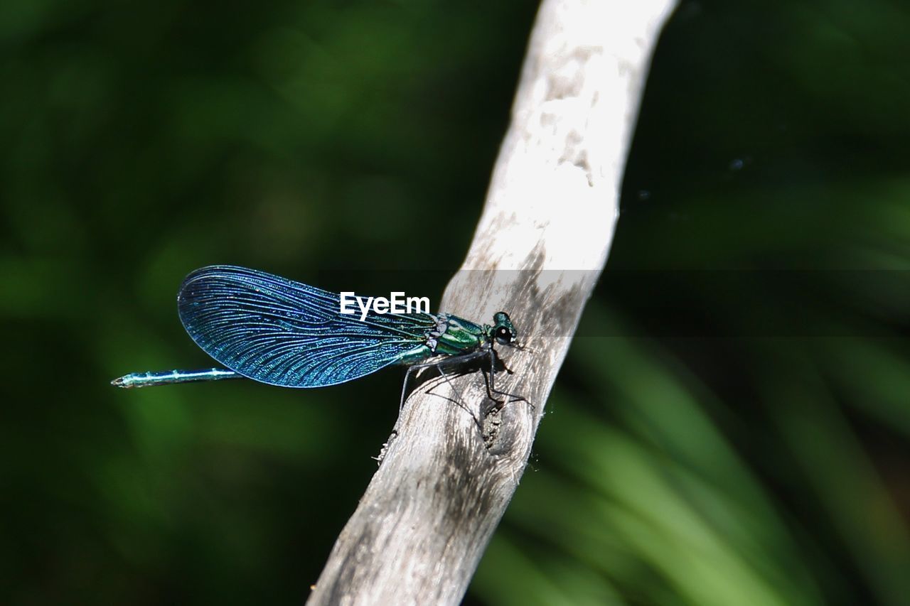 Close-up of damselfly on plant