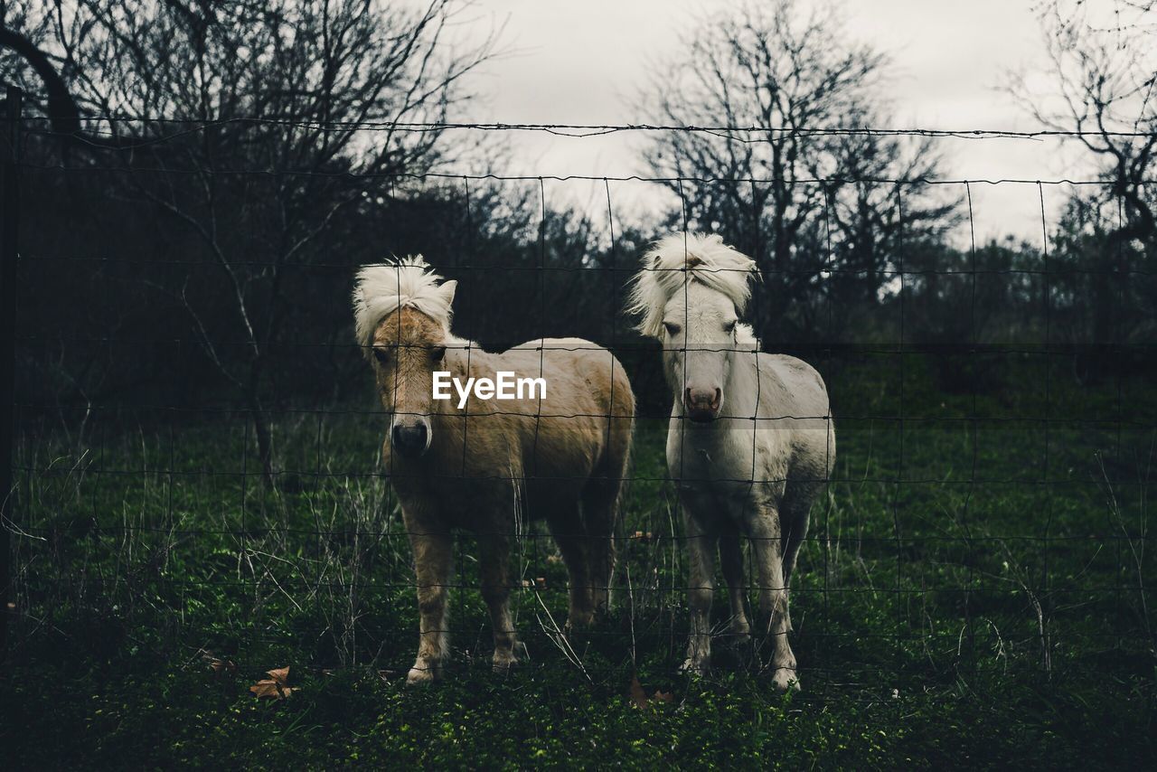 Horse standing on field against sky