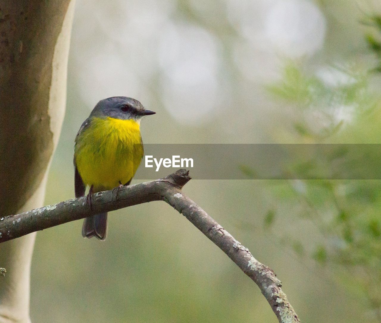 CLOSE-UP OF BIRD PERCHING ON BRANCH AGAINST BLURRED BACKGROUND