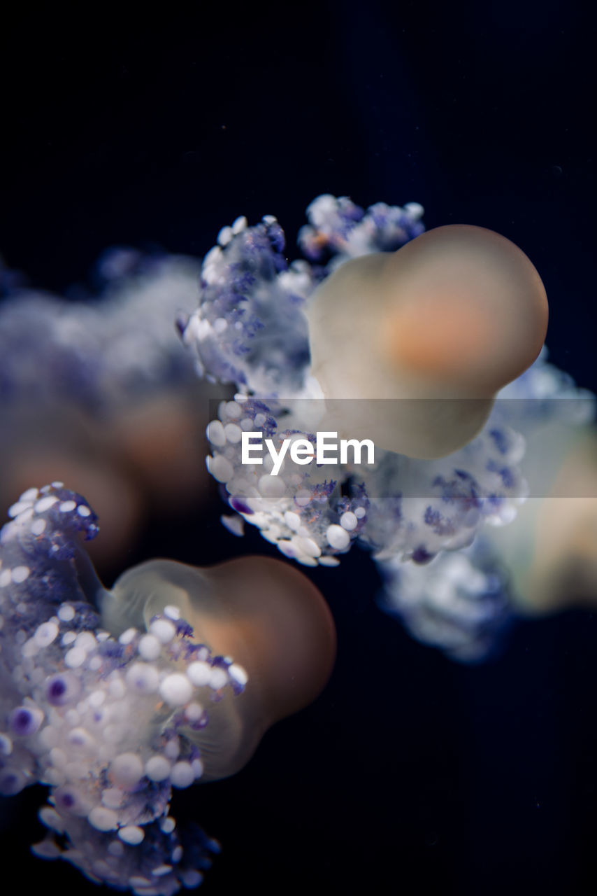 Close-up of jellyfish swimming in sea