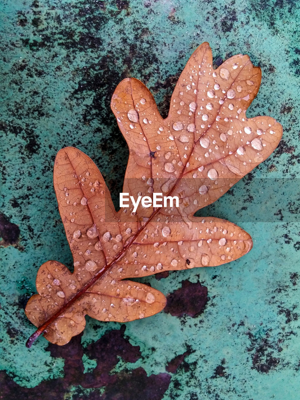 HIGH ANGLE VIEW OF LEAVES