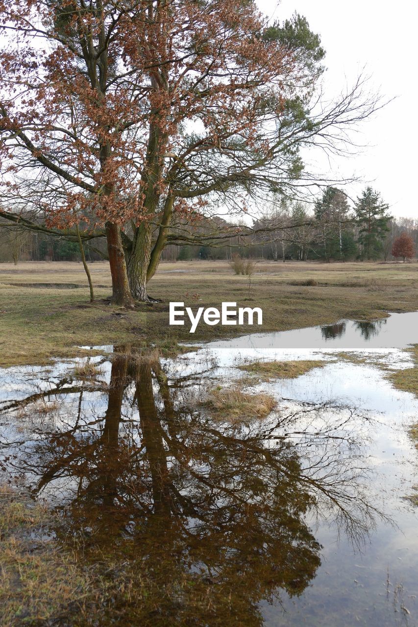 REFLECTION OF TREES IN LAKE