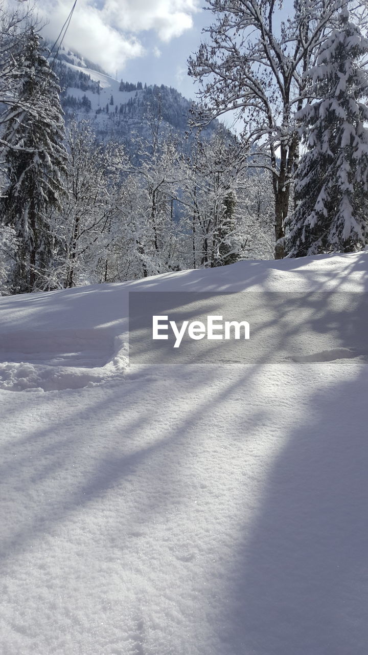 SNOW COVERED FIELD AGAINST TREES