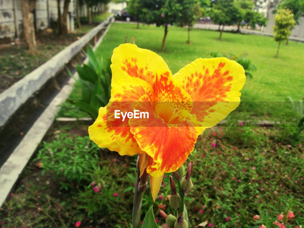 CLOSE-UP OF YELLOW FLOWER ON FIELD