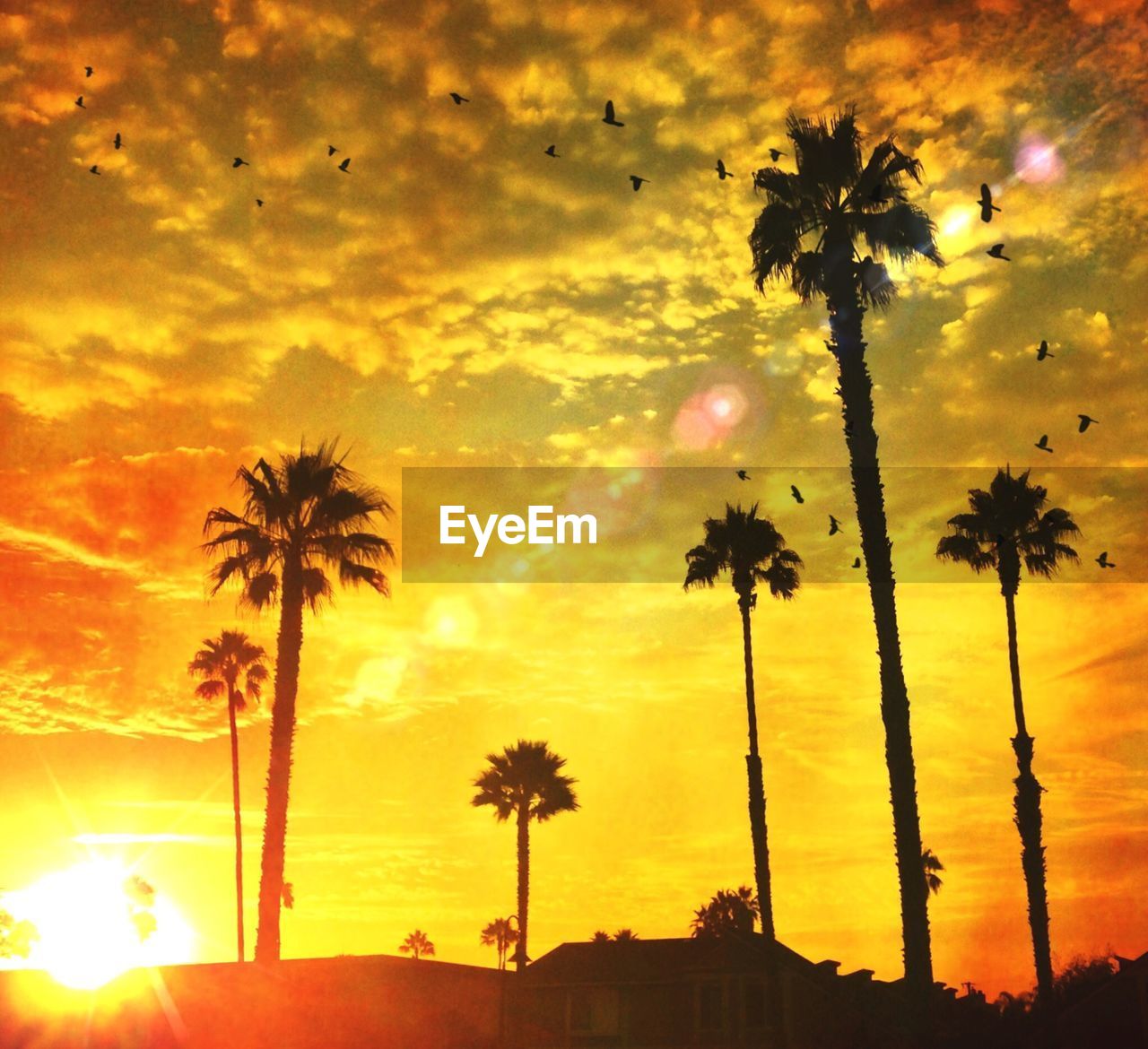 Low angle view of palm trees against dramatic sky