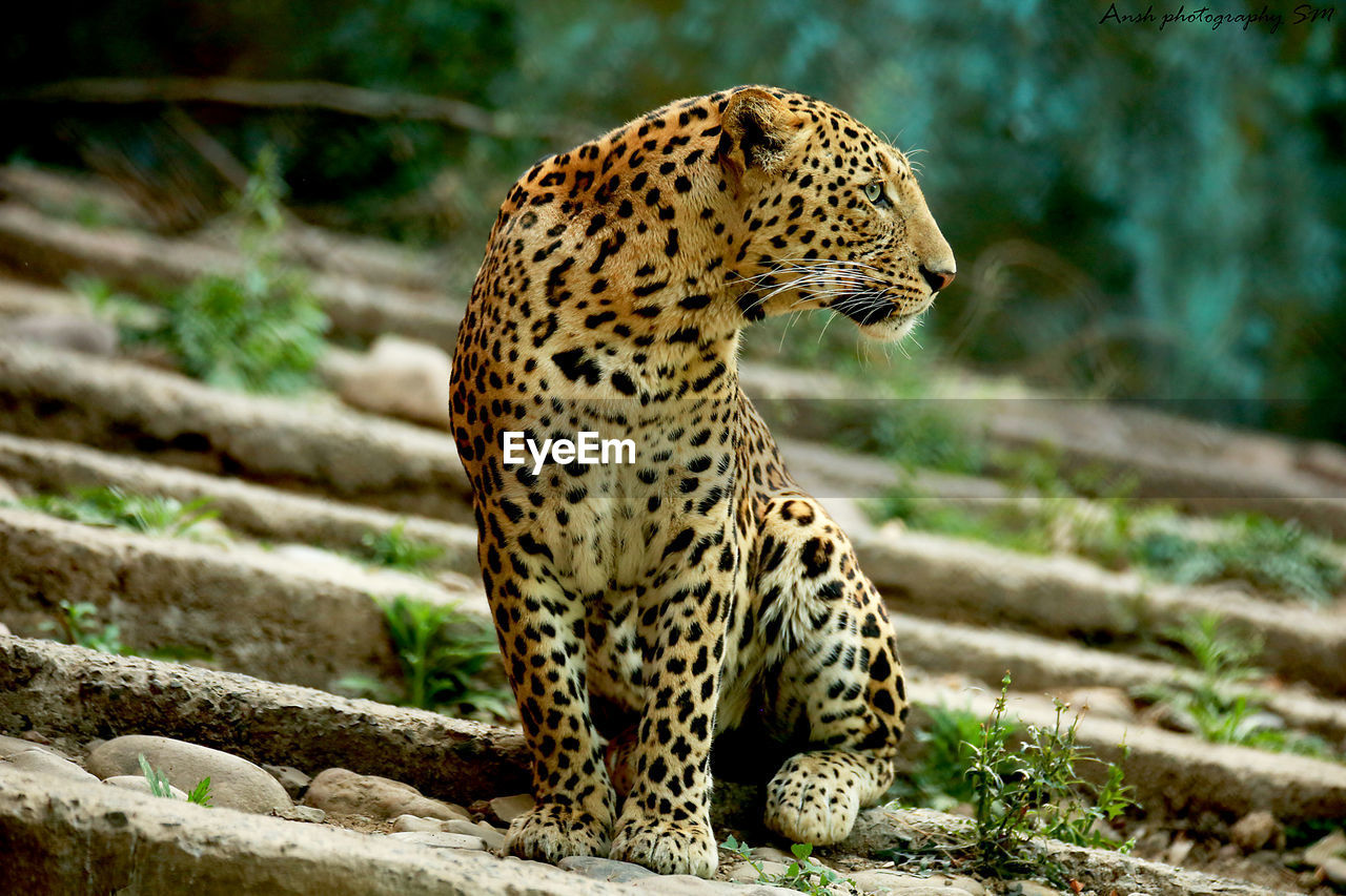 Leopard looking away