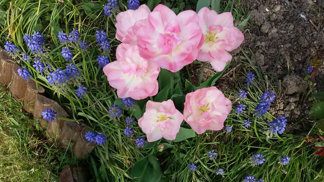 HIGH ANGLE VIEW OF PINK FLOWERS