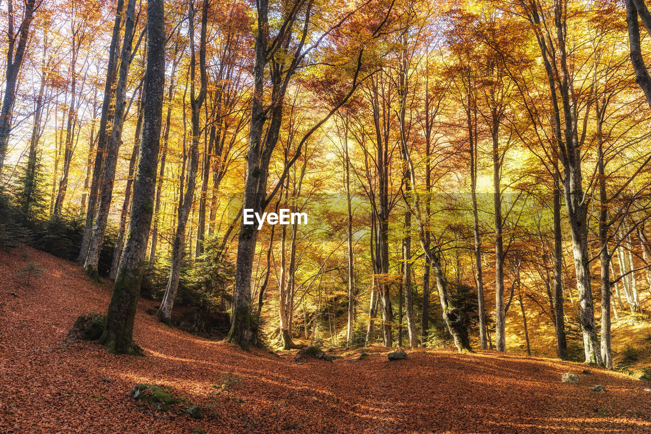 Trees in forest during autumn