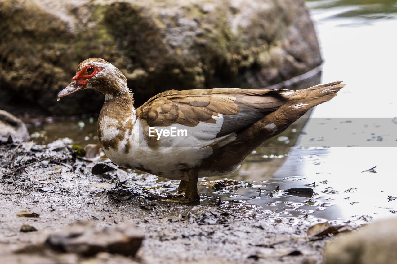 Close-up of duck on rock