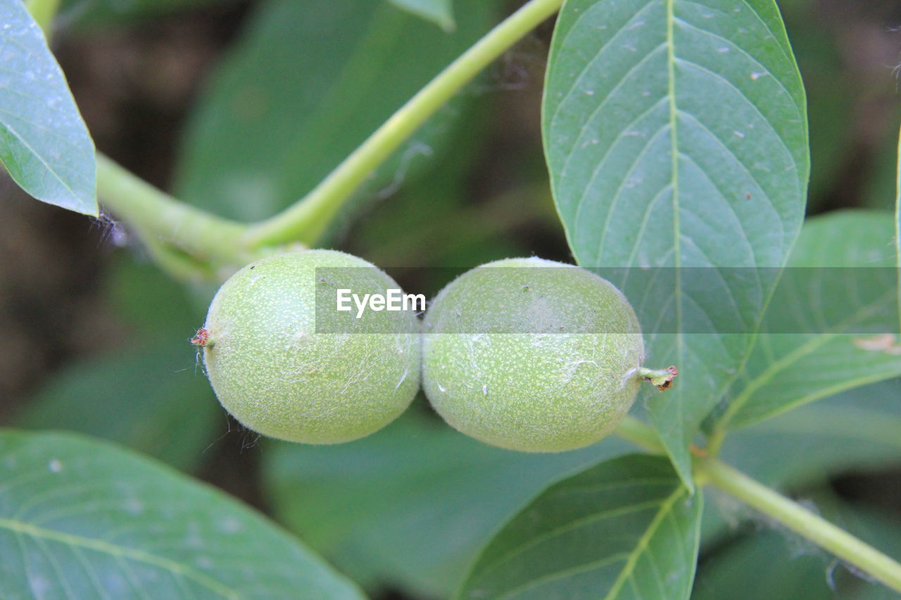 Close-up of fruits growing on tree