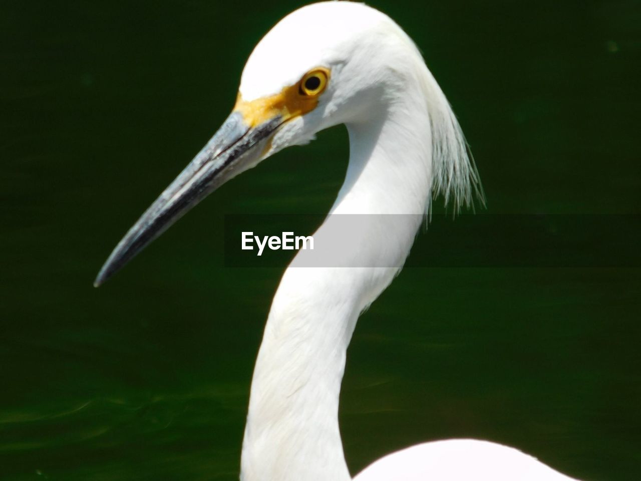 CLOSE-UP OF WHITE BIRD