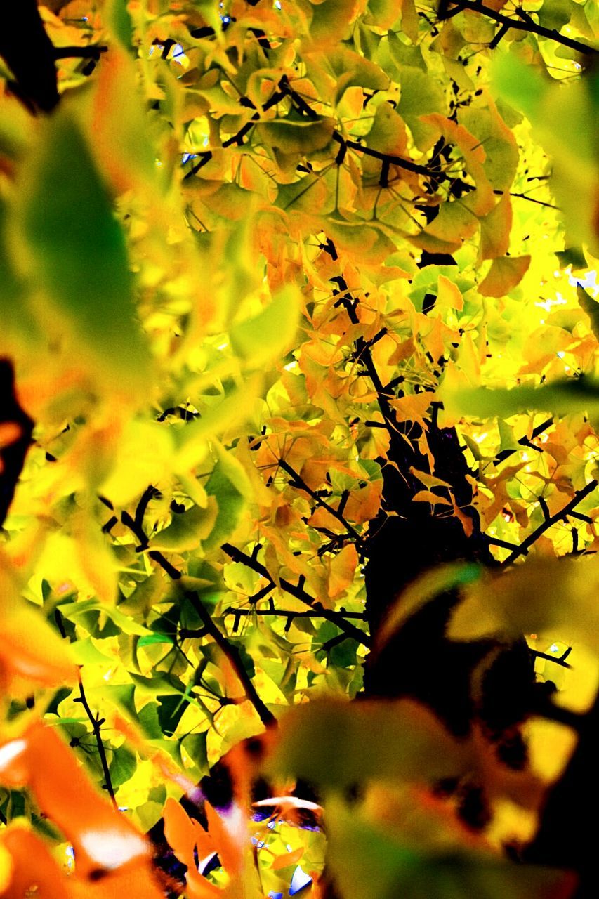 LOW ANGLE VIEW OF TREE AGAINST SKY