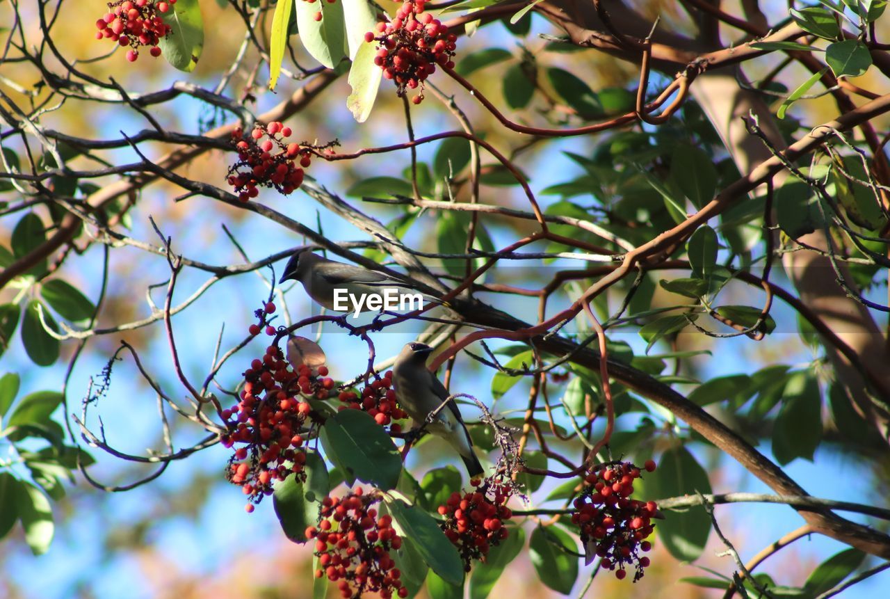 LOW ANGLE VIEW OF FRUITS ON TREE