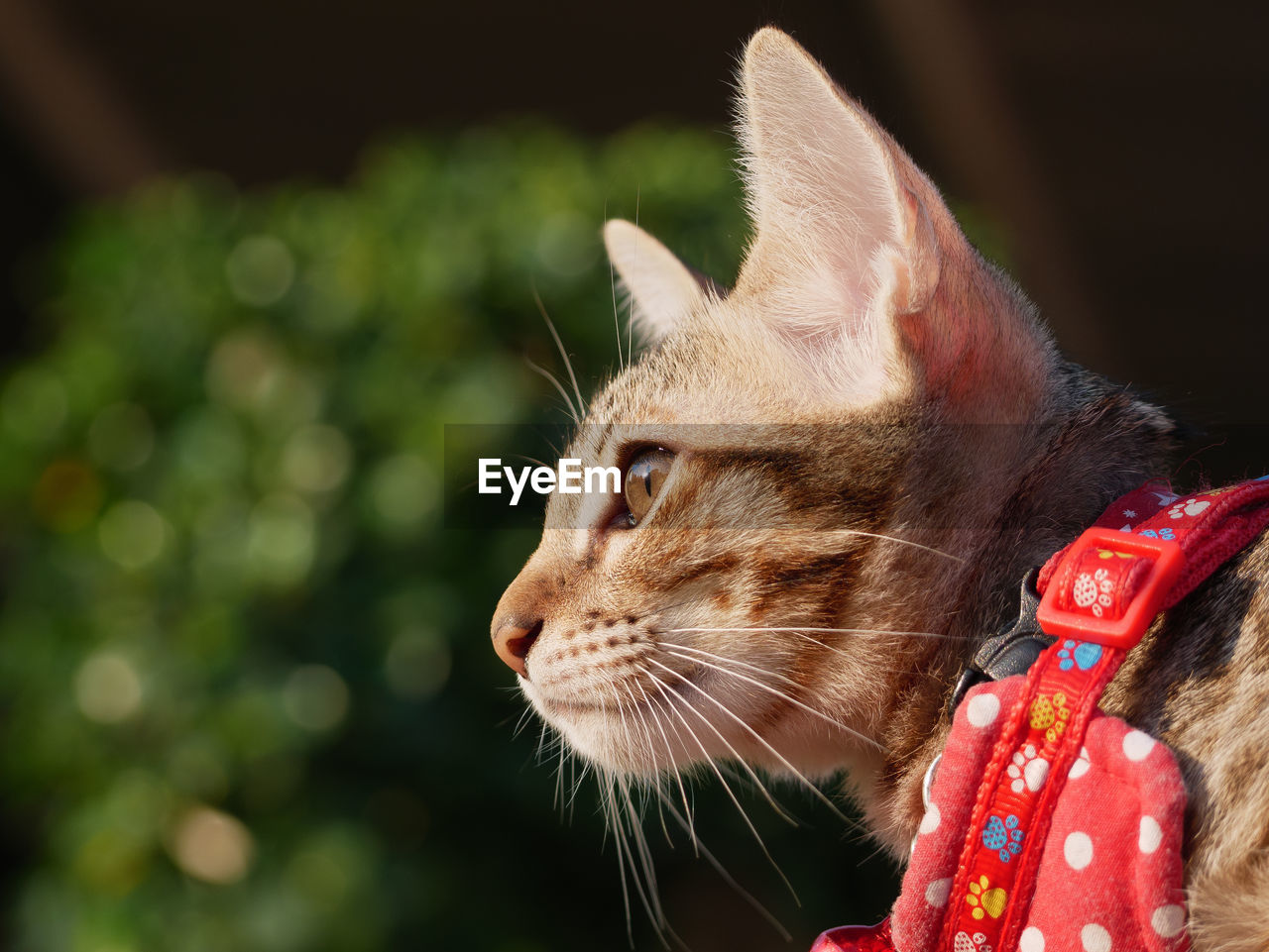 Close-up of a cat looking away