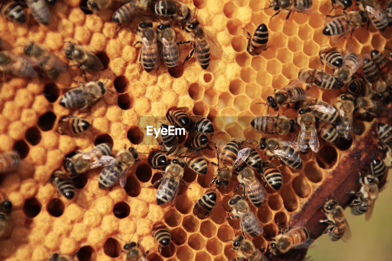 Bees on a honeycomb