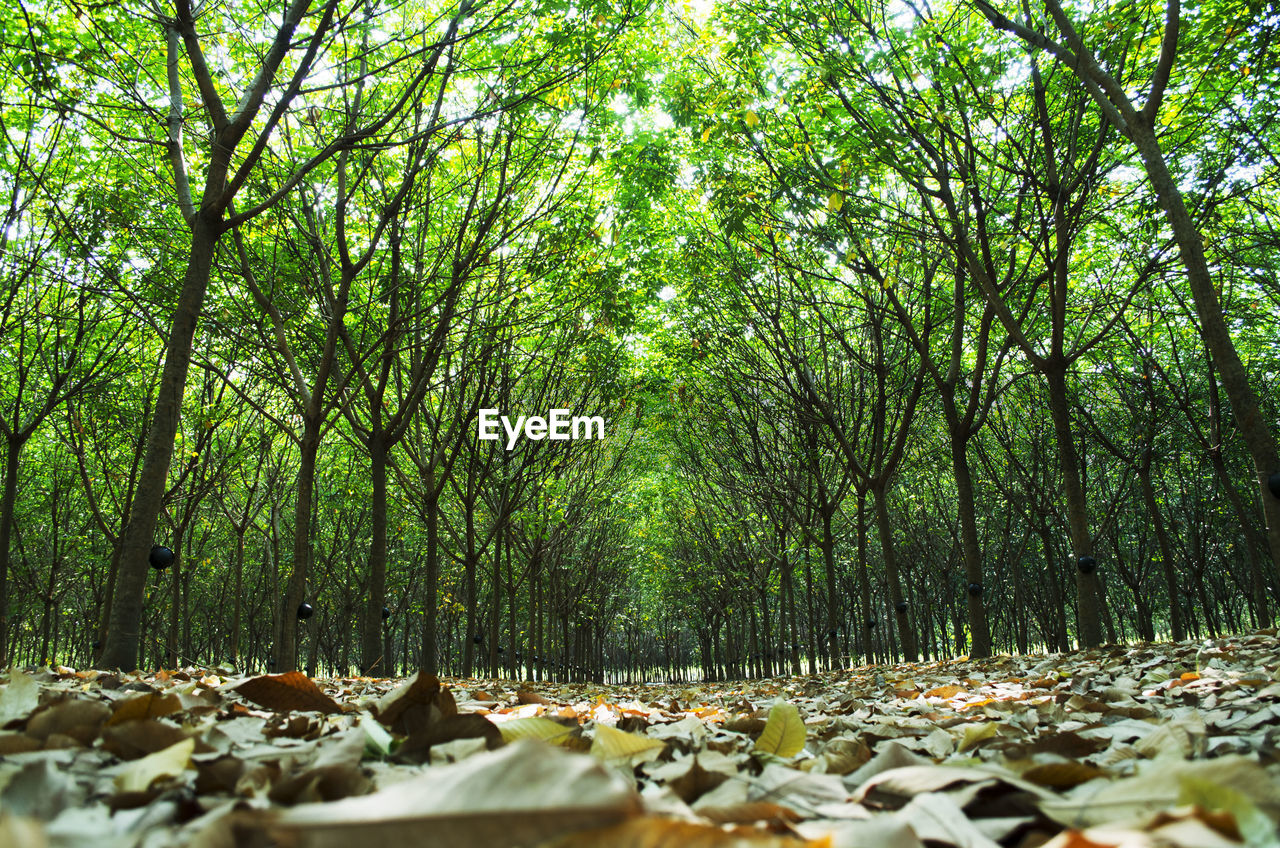 Row of para rubber tree