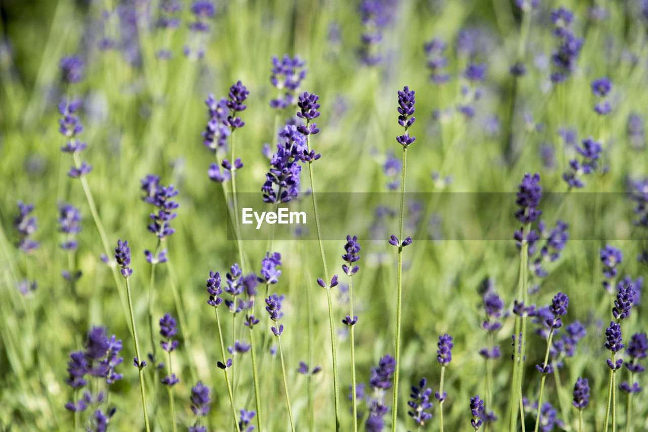 Purple flowering plants growing on land