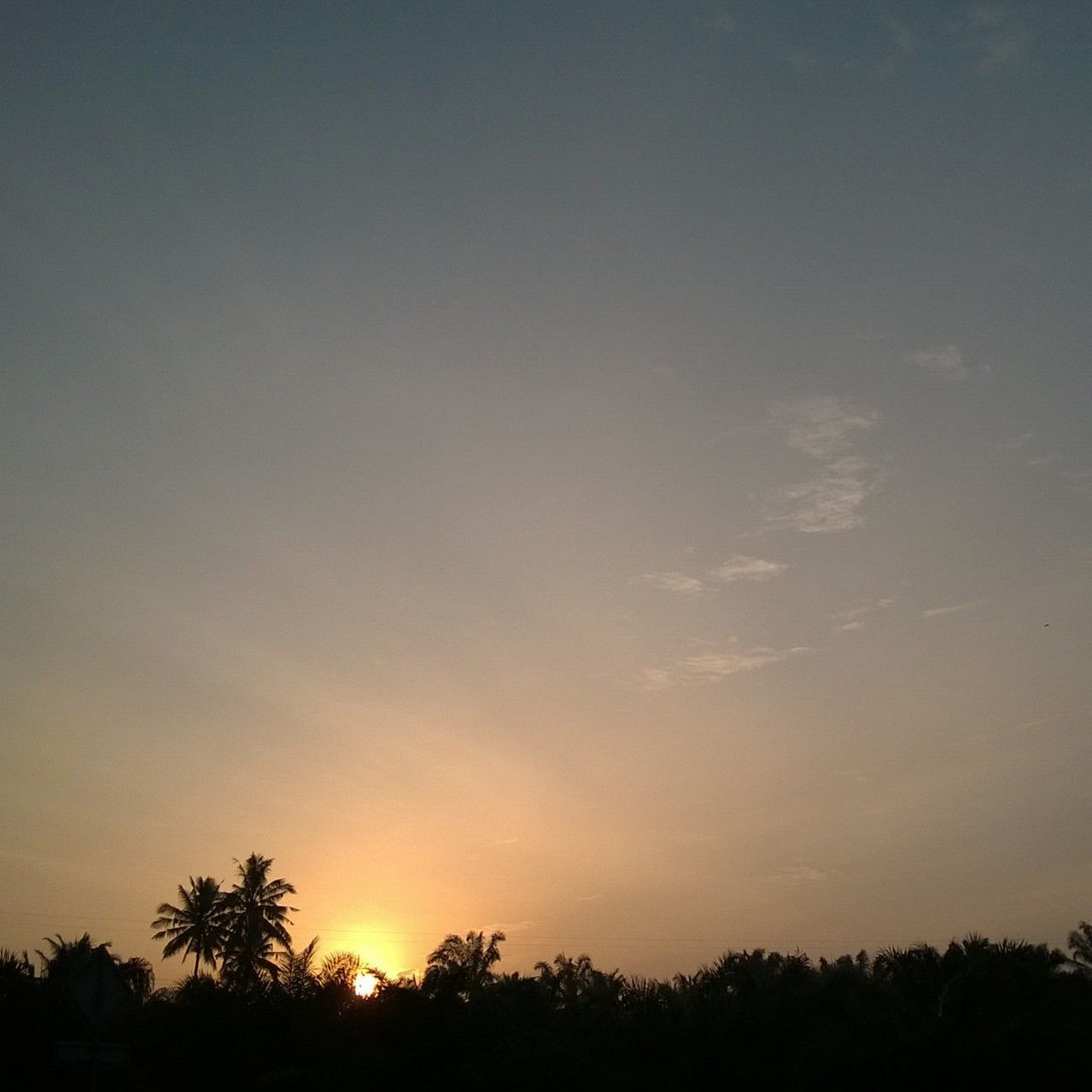 SILHOUETTE OF TREES AGAINST SKY