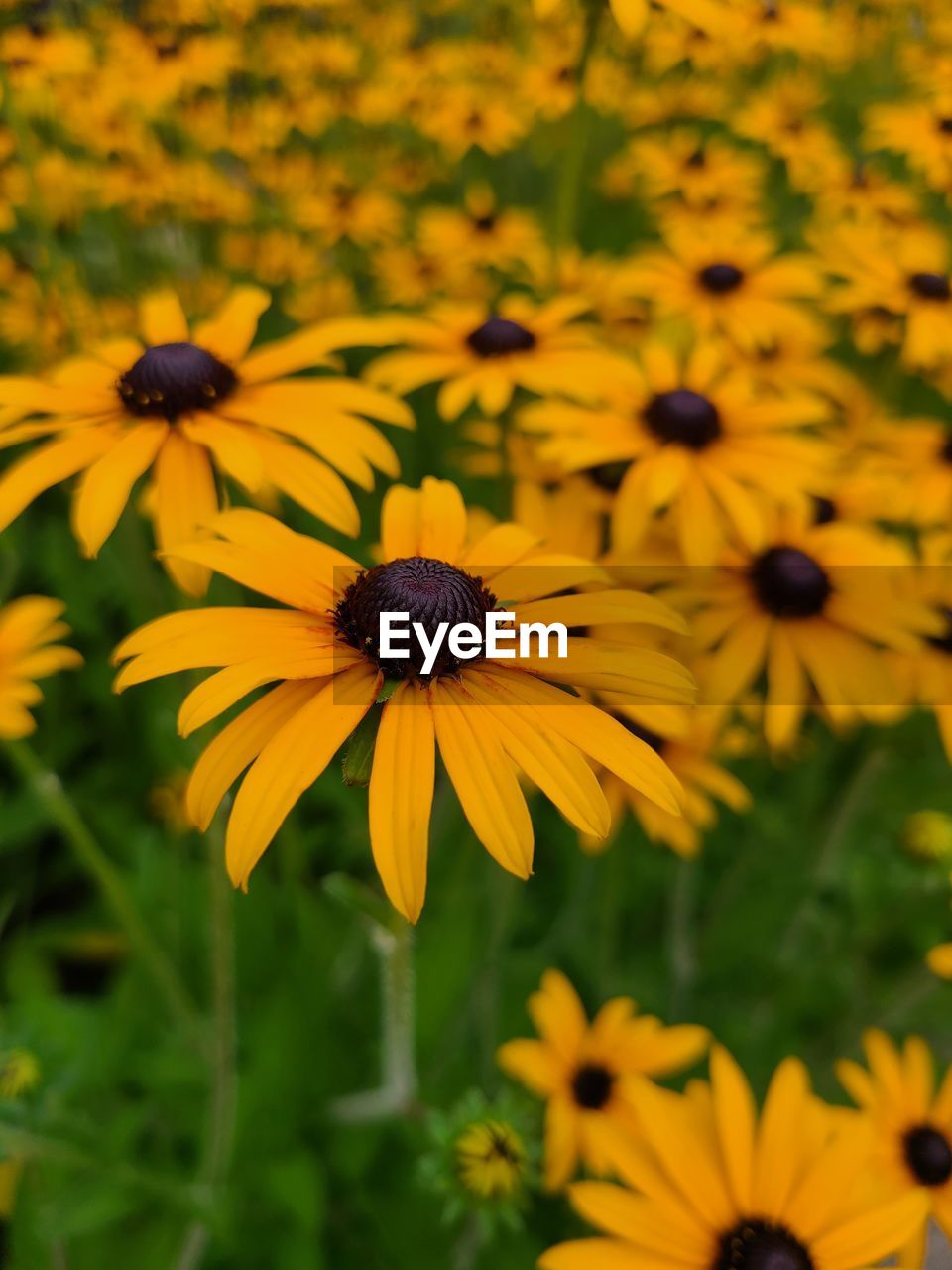 flower, flowering plant, plant, freshness, beauty in nature, yellow, flower head, growth, fragility, black-eyed susan, petal, close-up, nature, field, inflorescence, meadow, no people, focus on foreground, pollen, macro photography, day, outdoors, wildflower, prairie, selective focus, botany