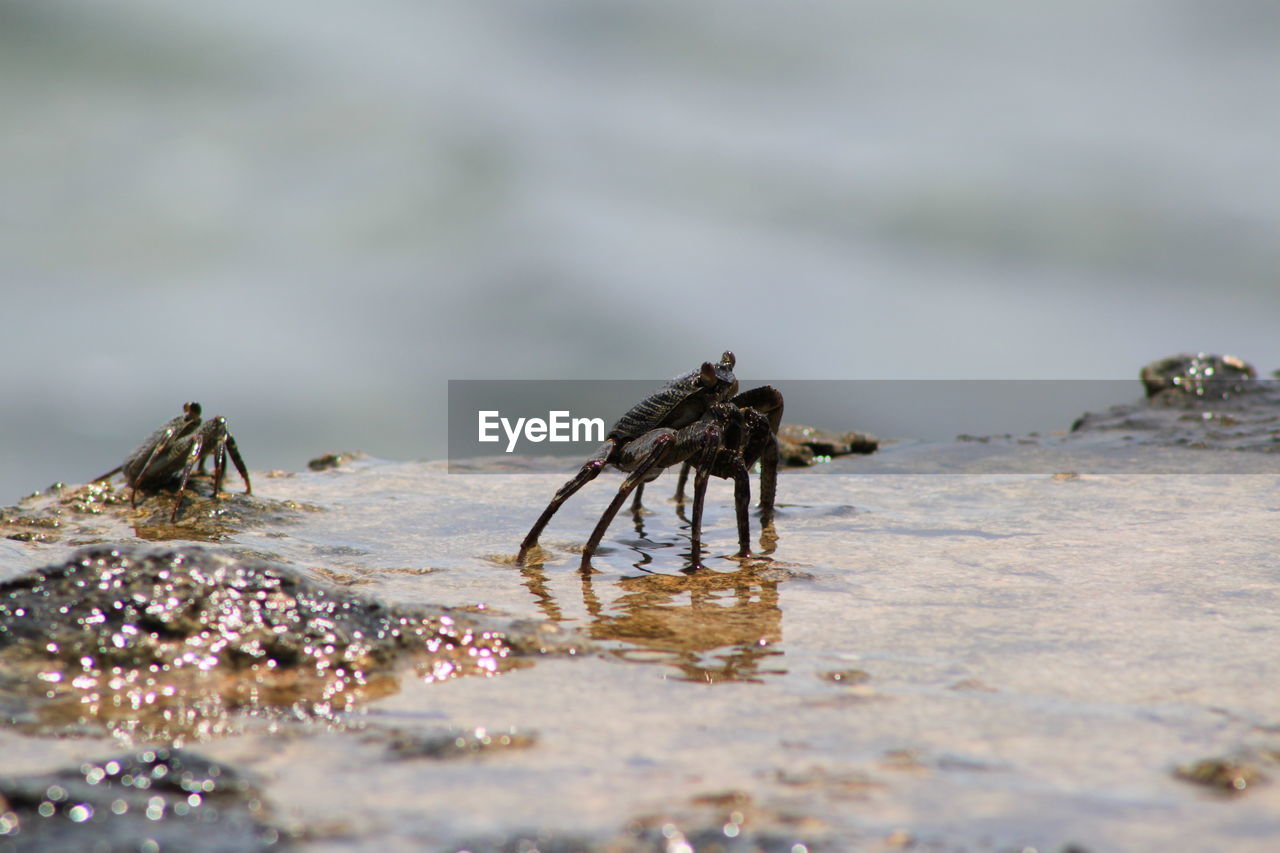 Crabs on wet rock