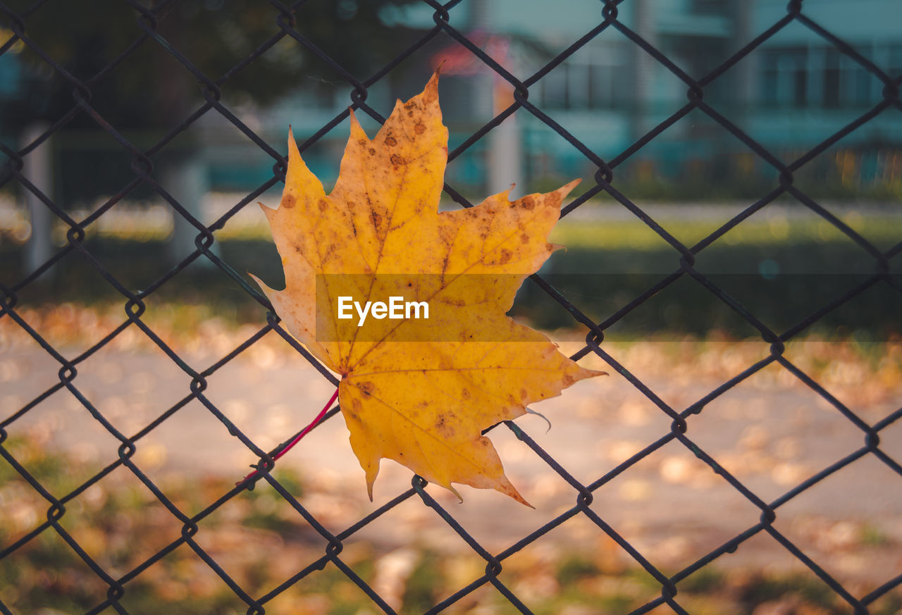 leaf, autumn, fence, plant part, yellow, chainlink fence, nature, tree, security, focus on foreground, protection, plant, sunlight, no people, close-up, outdoors, branch, day, metal, dry, orange color, maple leaf