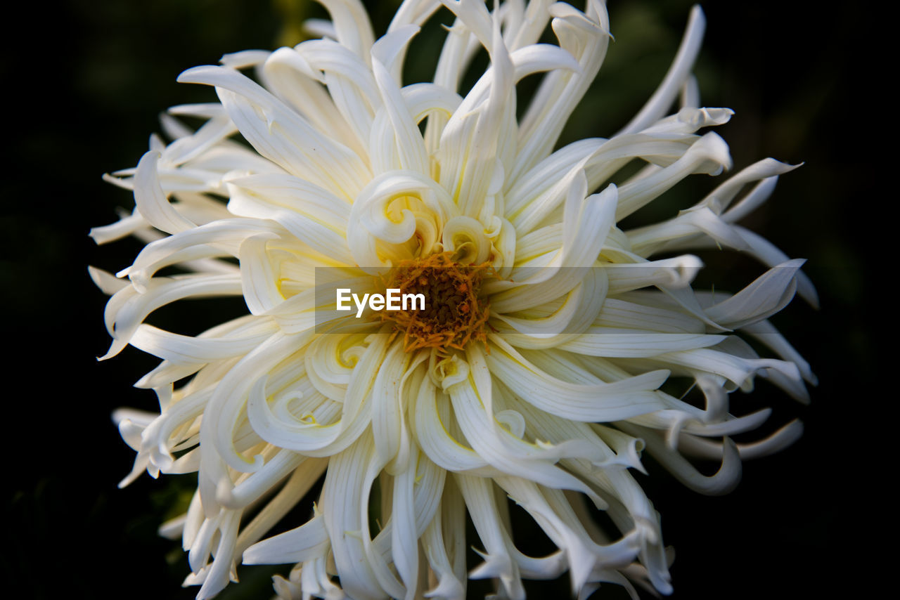 Dahlia star galaxy on foreground