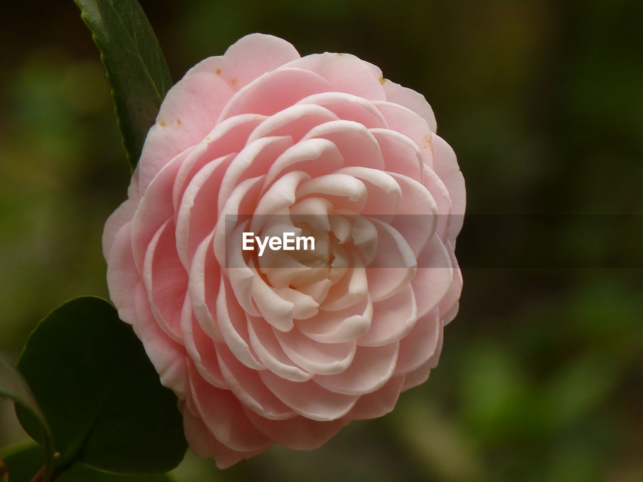 Close-up of pink flower blooming outdoors