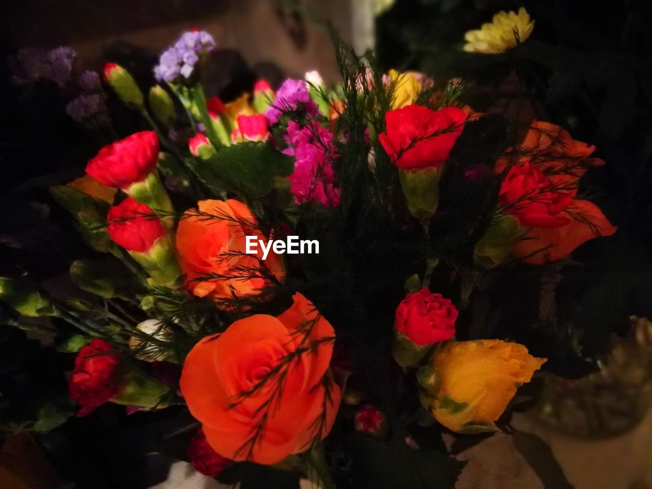 High angle view of multi colored roses on plant