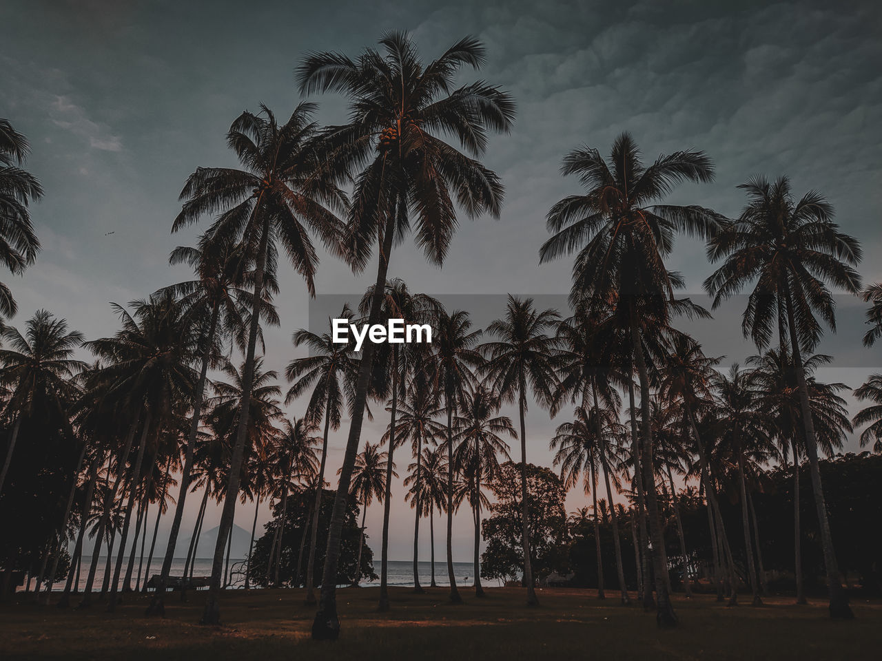 Low angle view of silhouette palm trees against sky