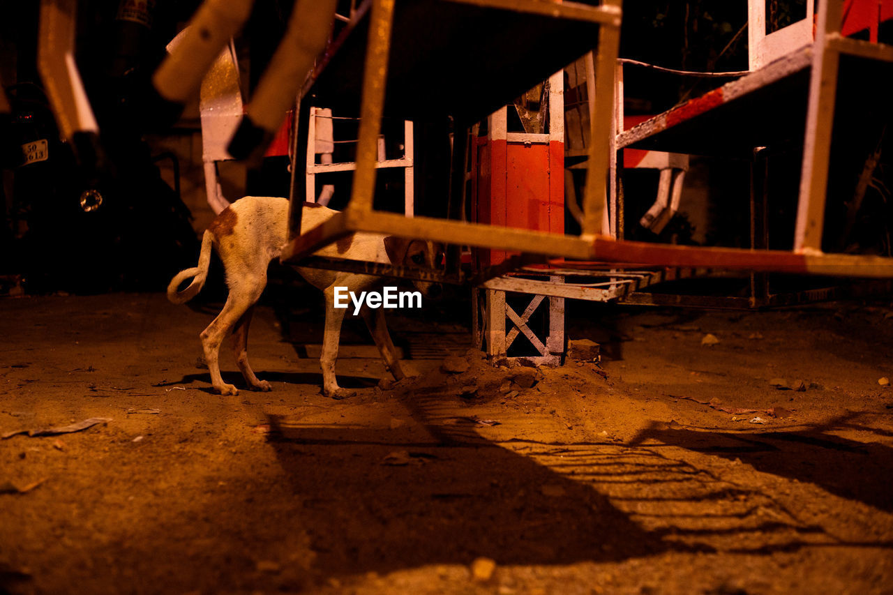 Dog by metal structure at night