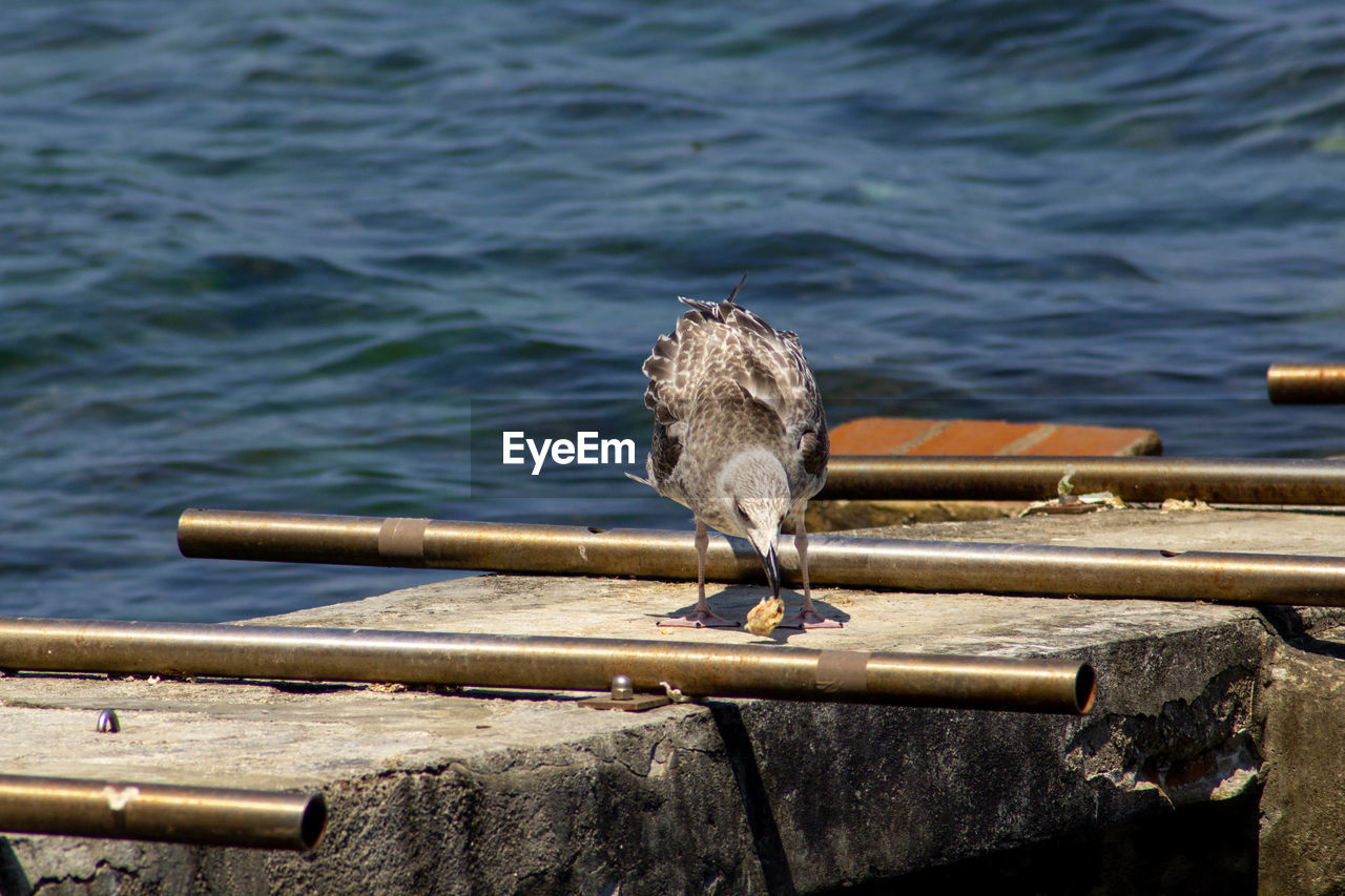 CLOSE-UP OF SEAGULL PERCHING ON WOODEN POST