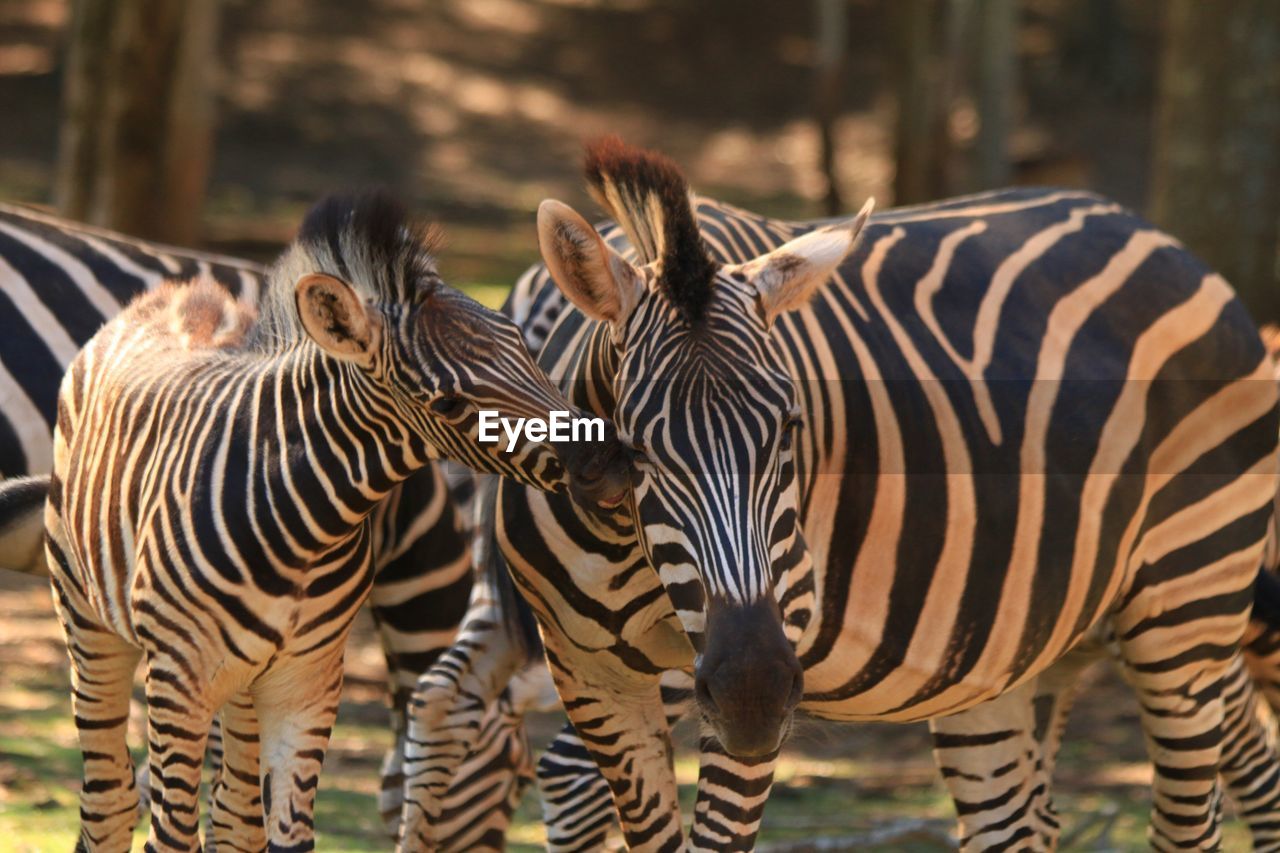 Zebras standing on field